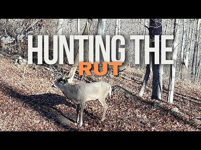 How To Hunt The Rut