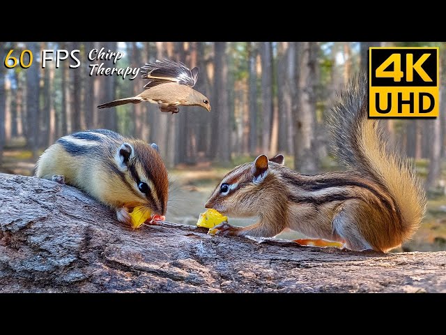 Video for Cats to Watch: Stunning Forest Critters – Chipmunks, Squirrels & Birds in 4K 🦜