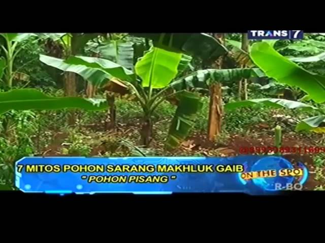 On The Spot Trans 7 Terbaru - 7 Mitos Pohon Sarang Makhluk Gaib