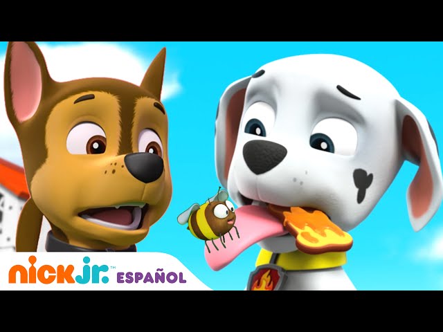 PAW Patrol | ¡Los cachorros les encuentran un nuevo hogar a las abejas! | Nick Jr en Español