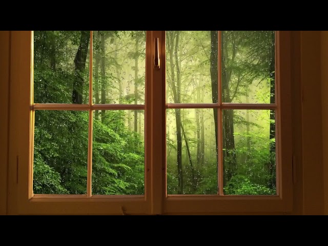 The sound of rain in the forest that calms the mind/#asmr#Sound of rain#Sleep #Rest#Sounds of nature