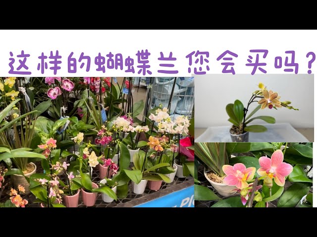 February 17, 2024邂逅奇特的蝴蝶兰，以及买后处理方法Buying Phalaenopsis at Lowe’s