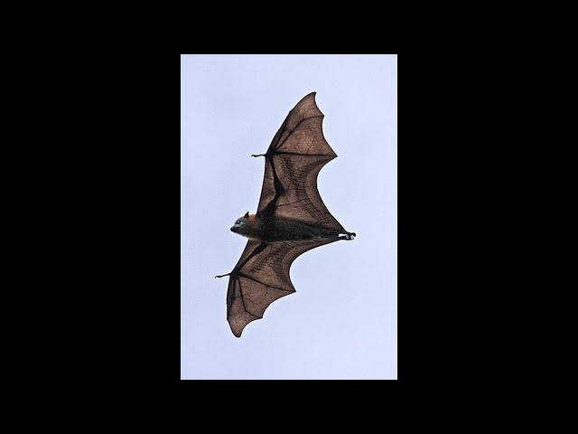 Bats: Duniya ke Akela Udata Hua Mammal! | Amazing Facts About Bats | Wildlife Documentary | Viral |