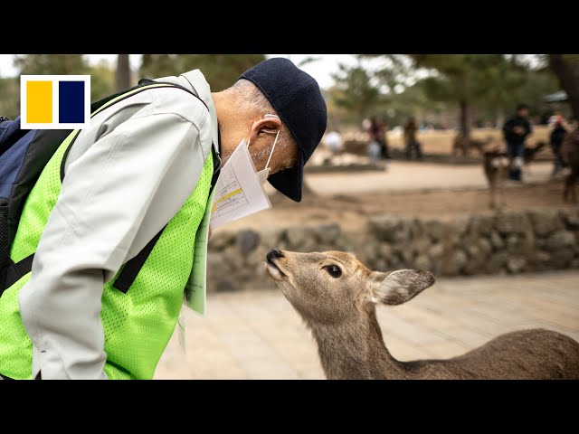 The squad saving deer from tourist trash in Japan