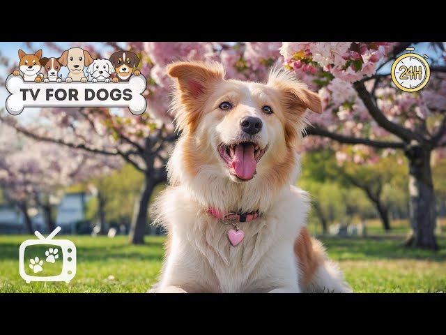 DOG TV for Dogs to Watch: Best Videos for Dogs to Prevent Boredom Home Alone - Relaxing Dogs Music