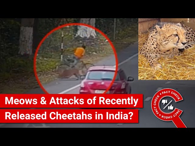 FACT CHECK: Do Viral Videos Show the Meowing by & Attacks of Recently Released Cheetahs in India?