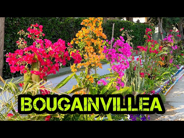 How to Grow and Care of Bougainvillea plant. بوگن ویلیاپودے کو کیسے اگائیں اور اس کی حفاظت کیسے کریں