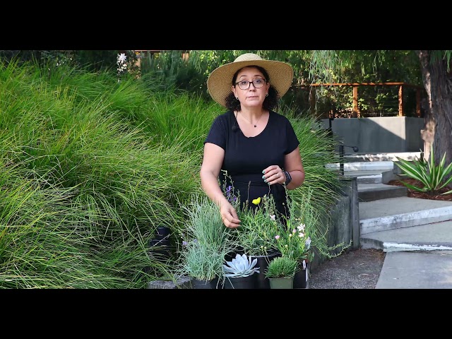 Waterwise Garden Trends with Sarah Smith