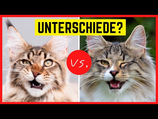 Maine Coon or Norwegian Forest Cat? Differences & similarities of the cat breeds