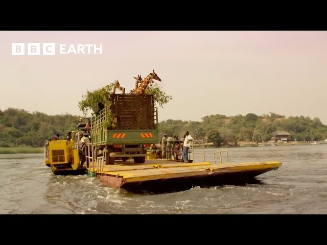 Giraffes Cross the Nile on a Boat | Africa's Gentle Giants | BBC Earth Kids