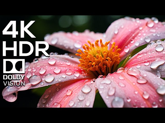 Discovering the Colors of Nature: A 4K HDR (120fps) and Dolby Vision Journey