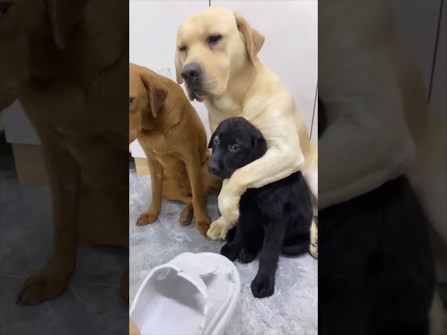 Watch the older Labrador Retriever protecting his little buddy