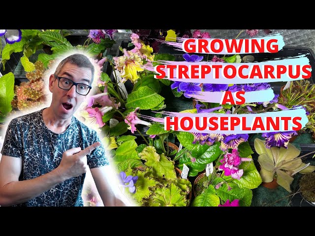 STREPTOCARPUS: HOW TO GROW AS A HOUSEPLANT: full care guide!