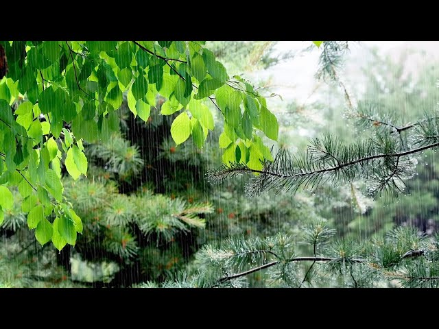 Rain Sounds that will Make you Fall Asleep in 10 Minutes - Best Ambiences for Relaxation, Sleep