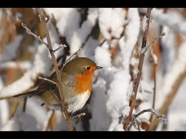 CURIOSITY IN THE SNOW - USING ALL SENSES RATHER THAN JUST TAKING IT FOR GRANTED!