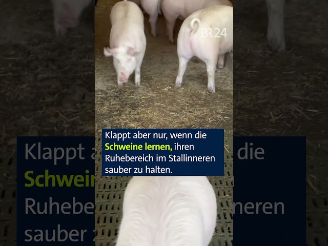 Schweinestall der Zukunft #unserland #schwein #landwirtschaft #shorts