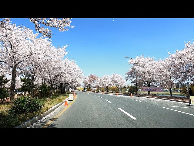 【4k Korea】 Cherry Blossoms Road Drive - Gyeongju, Korea