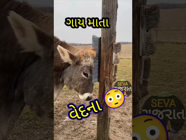 ગાય માતા માટે આટલું કરો | ગુજરાતી ખેડૂત મિત્રો | #ox #cow #viral #shorts #youtubeshorts