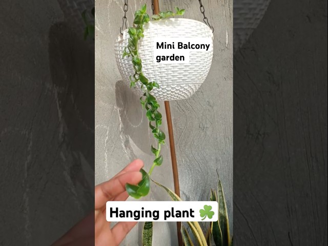 Hanging planter balcony garden #viralvideo #houseplant #indoorplants #plants #youtubeshorts