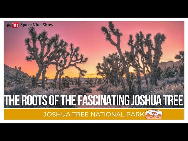 The Fascinating History & Spiritual Significance Of Joshua Tree National Park | Space Nina Show