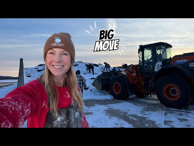 Winter Farming Gone Wild: Escaped Cattle & Crazy Calf Sorting!