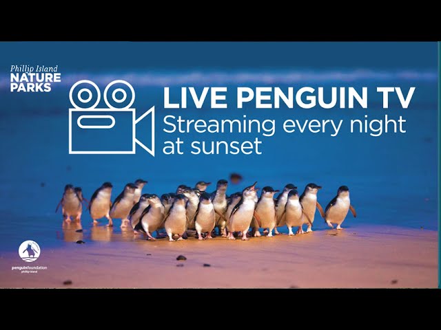 Live Penguin TV is back nightly at 6pm 🐧