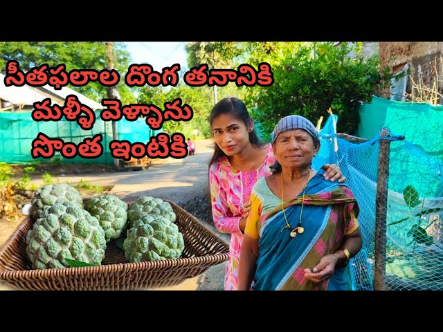 ఈ సంవత్సరం కూడ సీతఫలాలు కొయ్యడానికి దొంగ చాటుగా అమ్మ వాళ్ళ ఇంటికి వెళ్లాను. #palleturiammayi55