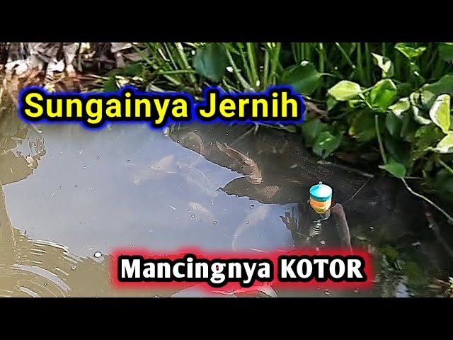 MANCING CARA KOTOR di Sungai seperti AQUARIUM