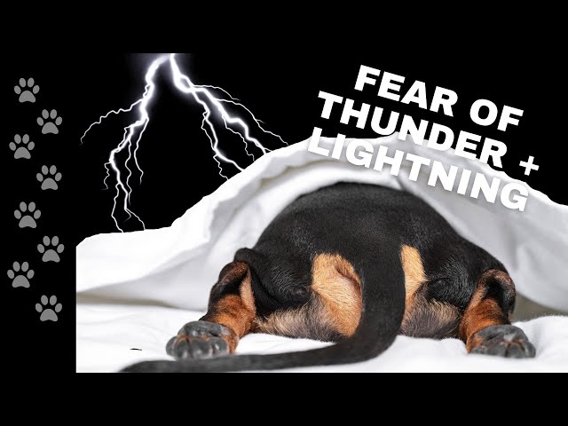 Stop! You're Making Your Dog Terrified Of Thunder and Lightning!