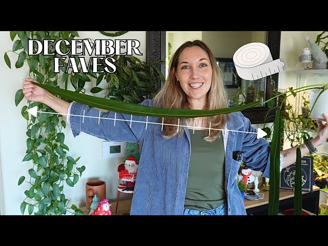 December Plant Faves | Syngonium, Callisia, Ficus, Anthurium, Alocasia & Philodendron VLOGMAS DAY 24