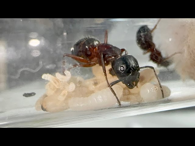 Full Camponotus Herculeanus Update Start 2023