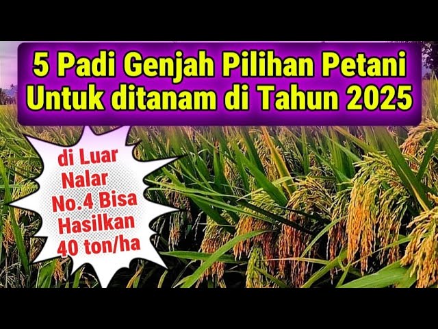 5 Best Dwarf Rice Seeds That Are Suitable for Planting in All Terrains with Unexpected Production