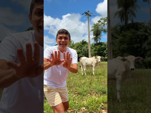 LAYLLA GANHOU AS VACAS😂😂😂 #shorts #humor #funny