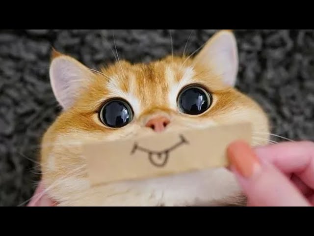 The Ultimate Viral Cat Videos - Part 02