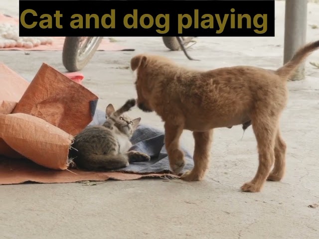 Cat and dog video funny/Funniest cat ans dog video #animals