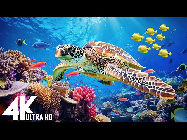 Under Red Sea 4K -Sea Animals for Relaxation, Beautiful Coral Reef Fish in Aquarium-4K Video UHD #9