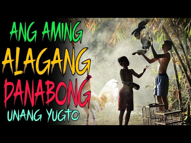 UNANG YUGTO I ANG AMING I ALAGANG I PANABONG I SABUNG I TRUE STORIES I KABABALAGHAN