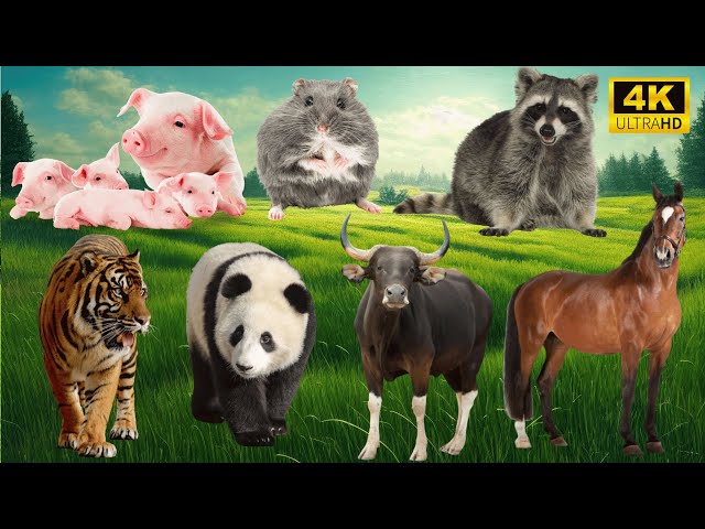 The Best of Farm Life: Pig, Mouse, Raccoon, Tiger, Panda, Buffalo, Horse - Animal Videos