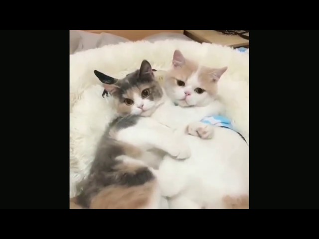 Video kucing lucu paling lucu, bikin ngakak