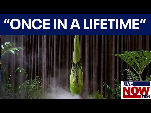 WATCH LIVE: 10-year rare "Corpse Flower" set to bloom within hours