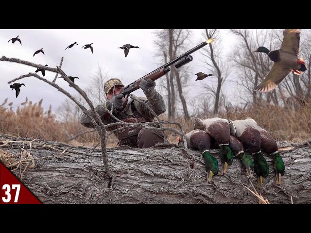 COVERED UP in MALLARDS! (Limited Out) | EPIC Solo Duck Hunt in Cattails