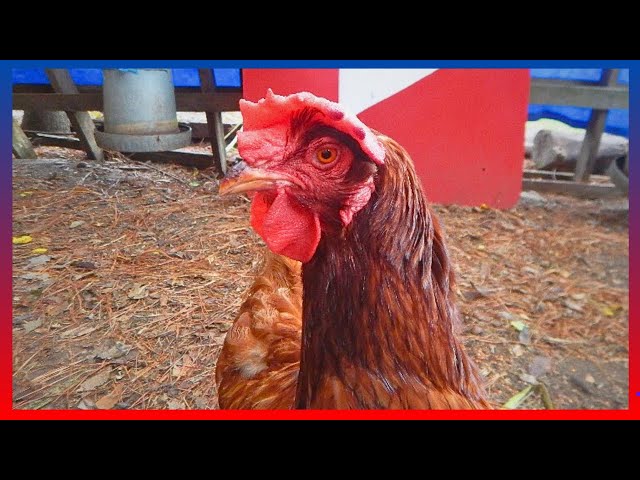 Feeding The Chickens | Relaxing Chicken Coop Sounds