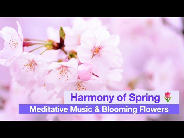 🌺🌸🌼Unlock Your Spring Blossoms | 2.5 Hours of Music Tranquility. 🎶 #meditationmusic