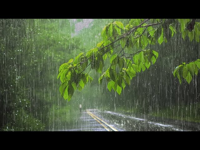 Rainstorm sounds for sleeping 💧 ASMR Rain Ambient Sounds with Raindrops Falling on Leaves