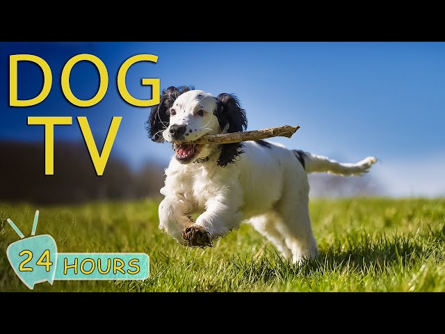 DOG TV: 24 Hours Anti-Anxiety Music for Dogs - The Best Dogs Music Videos for Calming Dogs of Your