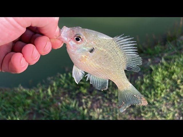 Bluegill Basics!