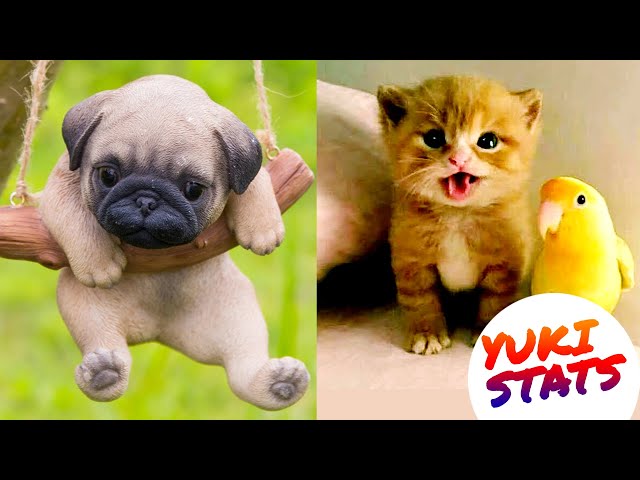 💗Cute Pets And Funny Animals Compilation 2020💗 - Try Not to Laugh - #Cute and Funny Animals Videos