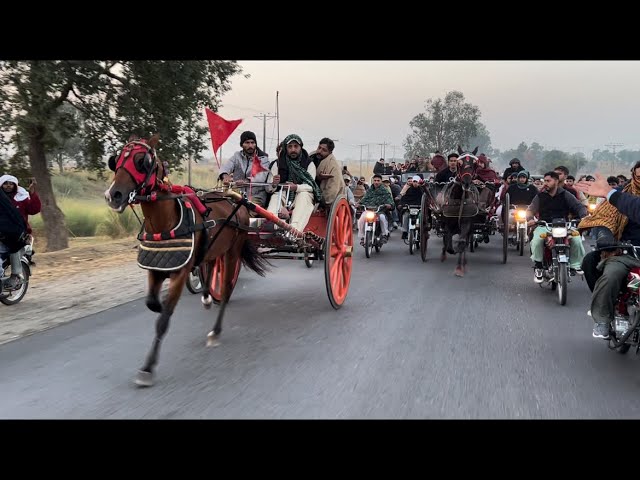 Lal Shehzada vs Lachi horse race |tanga race in Pakistan