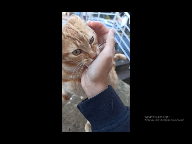 Ginger kitten loves being petted and biting my hand