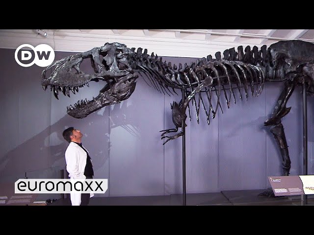 One Of The Best-Preserved T-Rex Skeletons In The World | Moving 66 million year old "Tristan Otto"